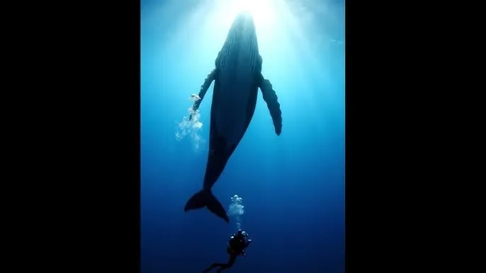 求个没封的W站2021不用下载 - 深蓝星球：探索海洋深处的未知世界